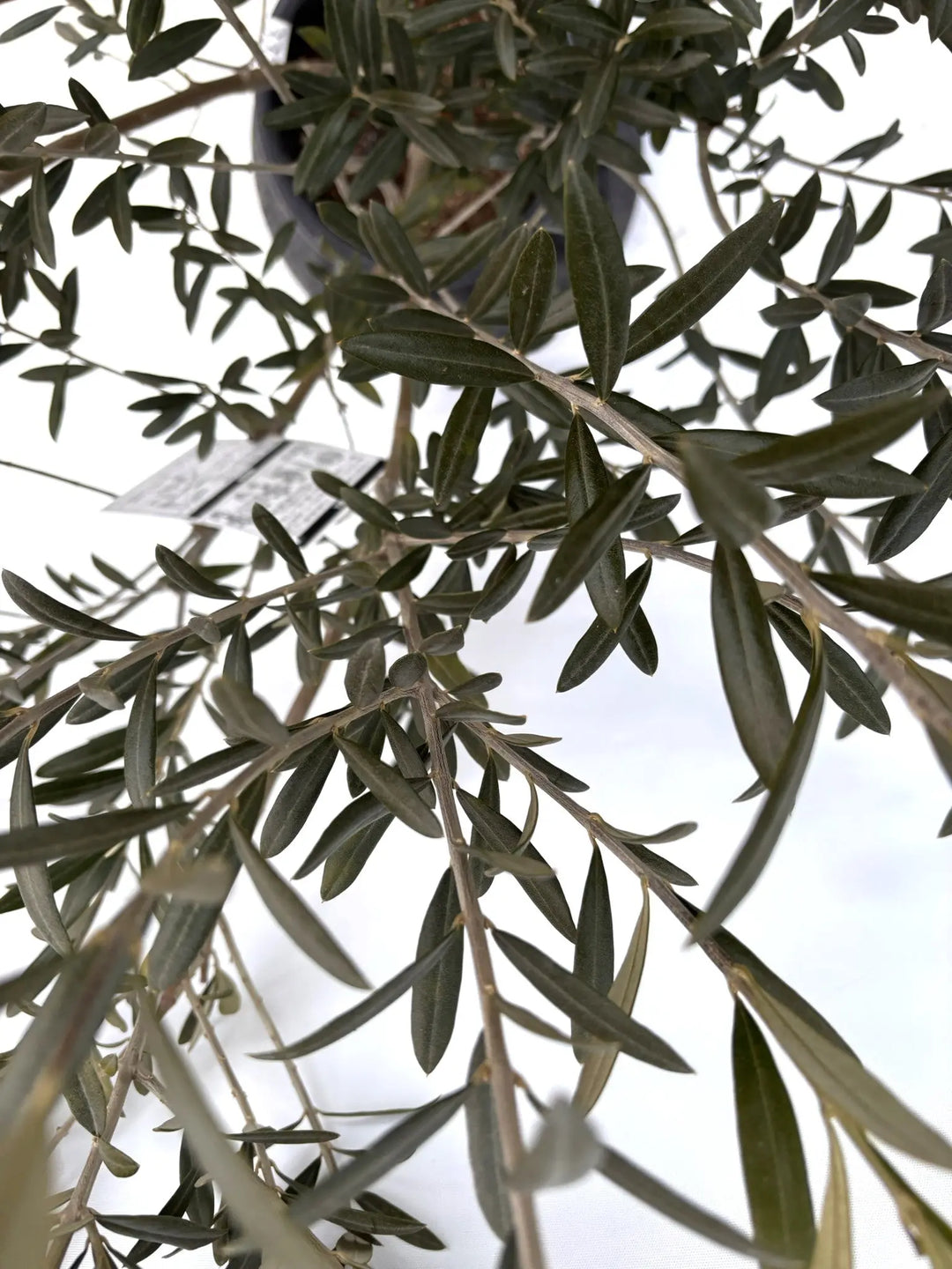 NEWワンセブンセブン（オリーブの木）｜Mサイズ｜K-333｜約110cm｜希少