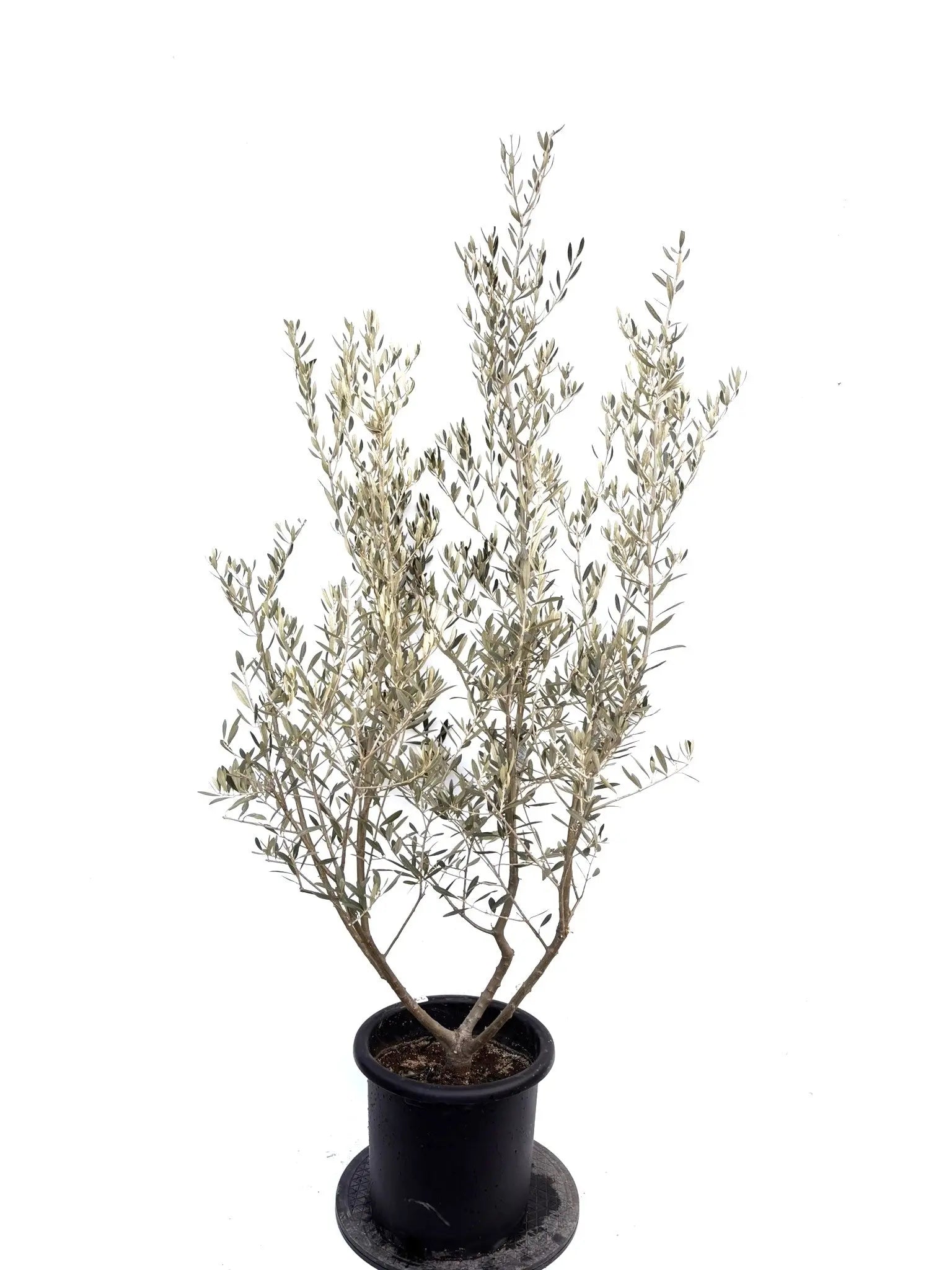 オリーブの木（全商品）｜写真の木をそのままお届け［現品販売］｜鶴亀