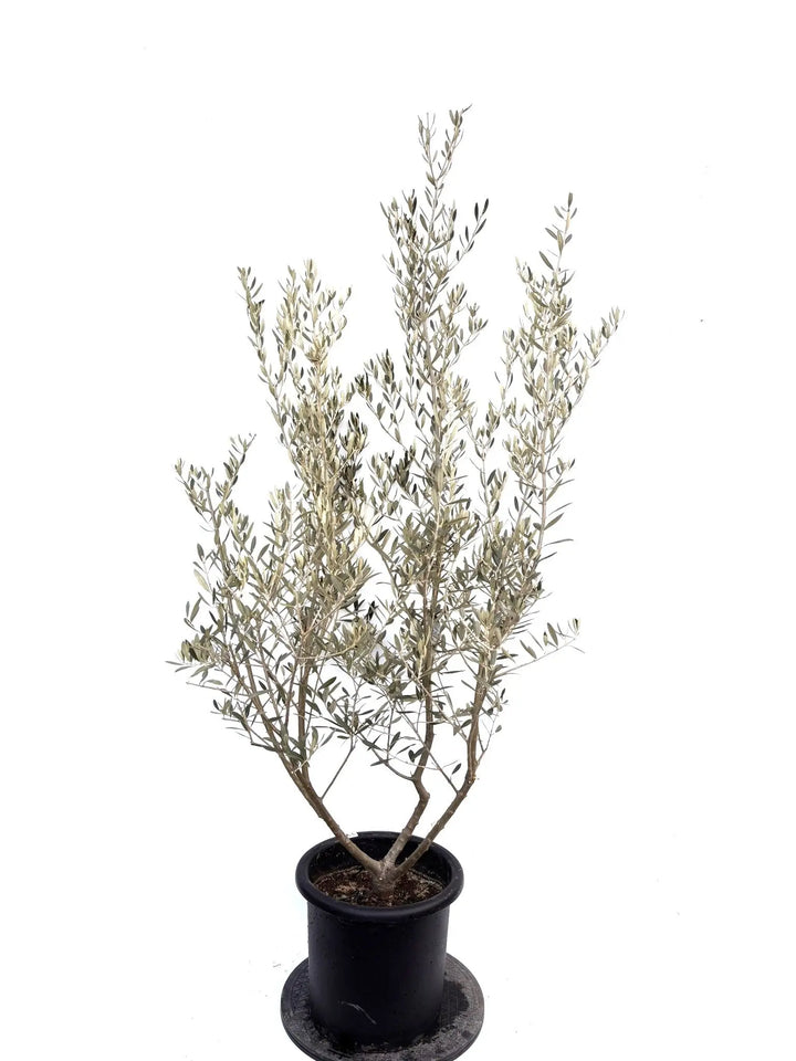 NEWアメリカン（オリーブの木）｜Lサイズ｜K-335｜約180cm｜希少・銀葉