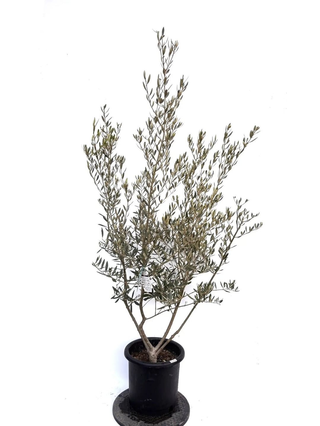 NEWアメリカン（オリーブの木）｜Lサイズ｜K-335｜約180cm｜希少・銀葉