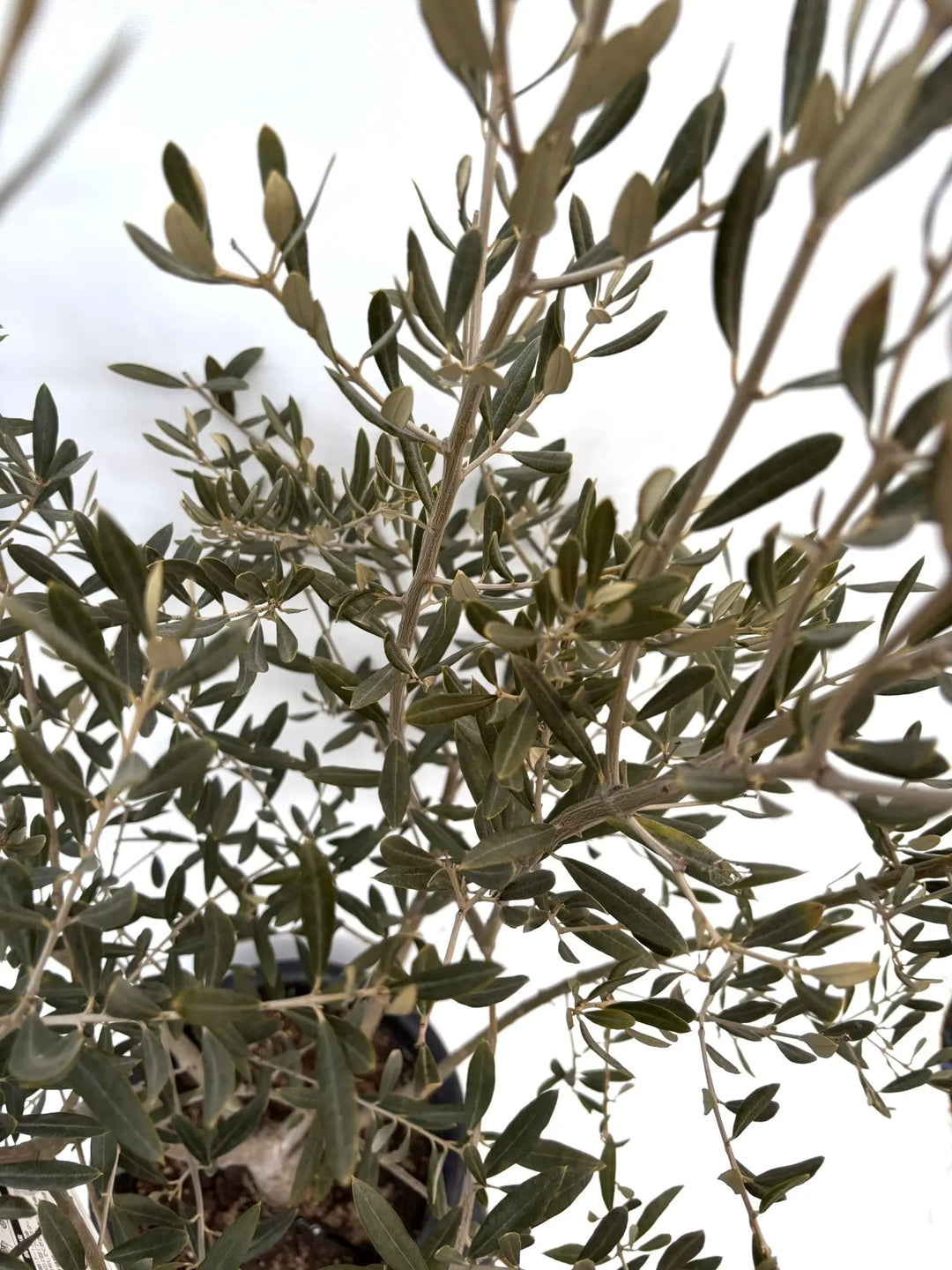 NEWアメリカン（オリーブの木）｜Lサイズ｜K-335｜約180cm｜希少・銀葉