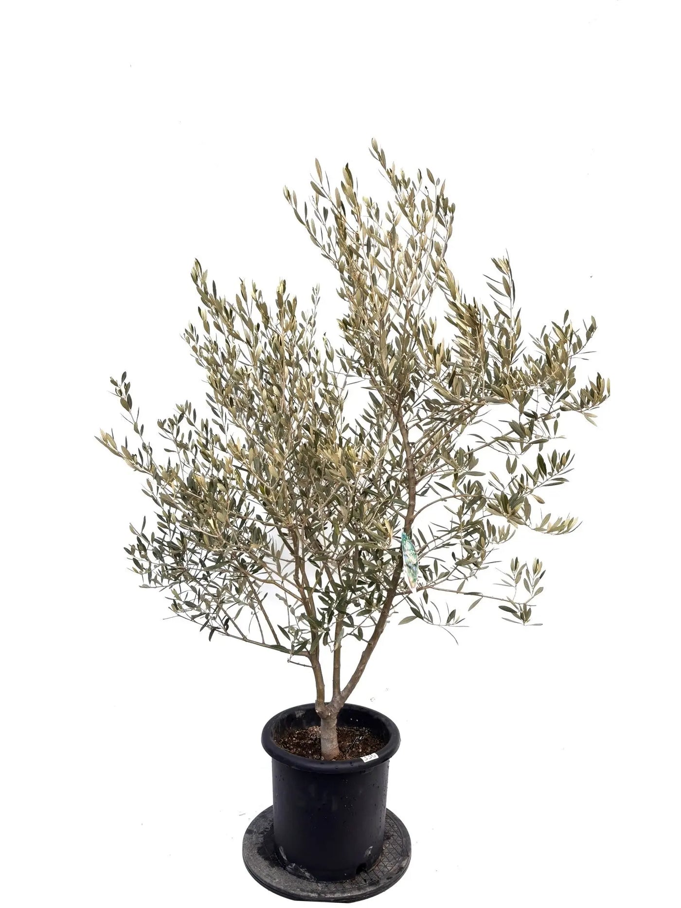 NEWアメリカン（オリーブの木）｜Lサイズ｜K-336｜約160cm｜希少・銀葉