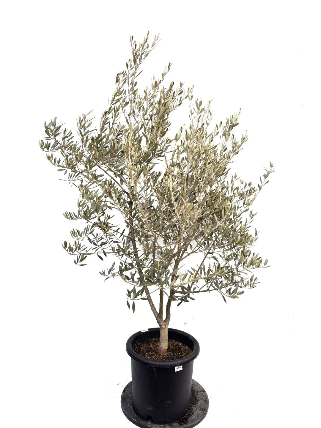 NEWアメリカン（オリーブの木）｜Lサイズ｜K-336｜約160cm｜希少・銀葉