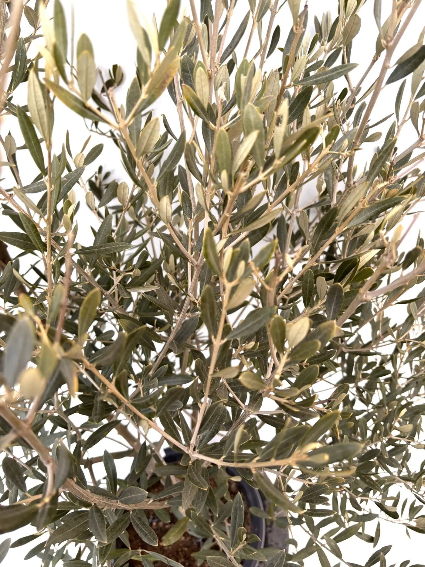 NEWアメリカン（オリーブの木）｜Lサイズ｜K-336｜約160cm｜希少・銀葉