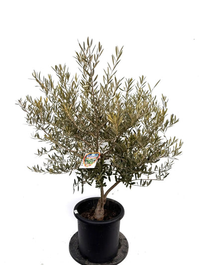 NEWデルモロッコ（オリーブの木）｜Lサイズ｜K-337｜約130cm｜希少