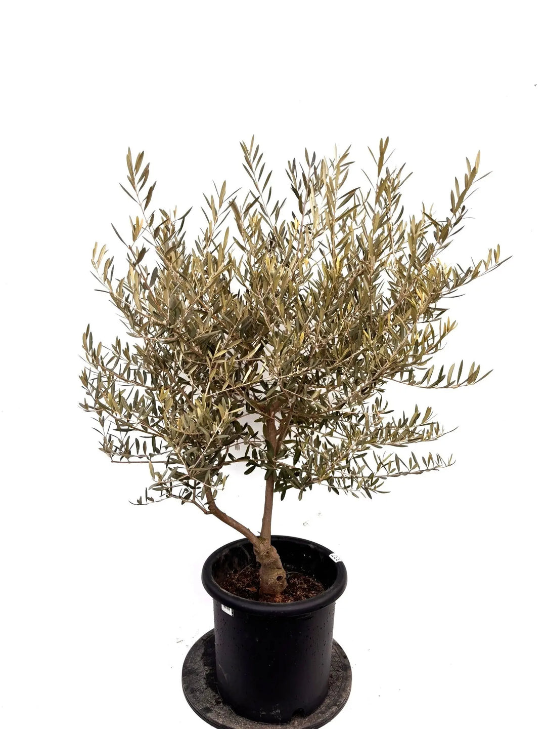 NEWデルモロッコ（オリーブの木）｜Lサイズ｜K-337｜約130cm｜希少