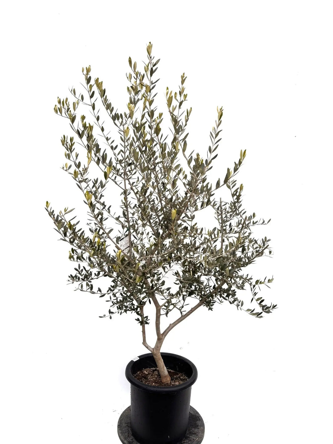 NEWフラントイオ（オリーブの木）｜Lサイズ｜K-338｜約160cm｜人気