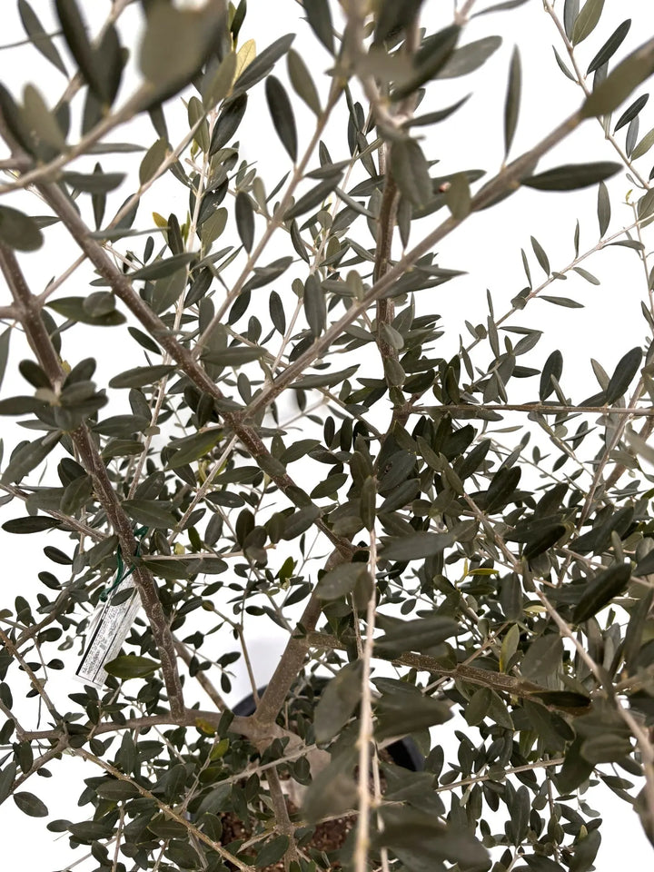 NEWフラントイオ（オリーブの木）｜Lサイズ｜K-338｜約160cm｜人気