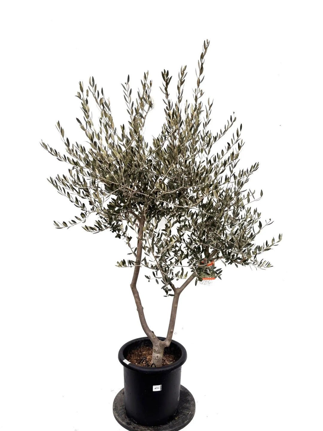オリーブの木（全商品）｜写真の木をそのままお届け［現品販売］｜鶴亀