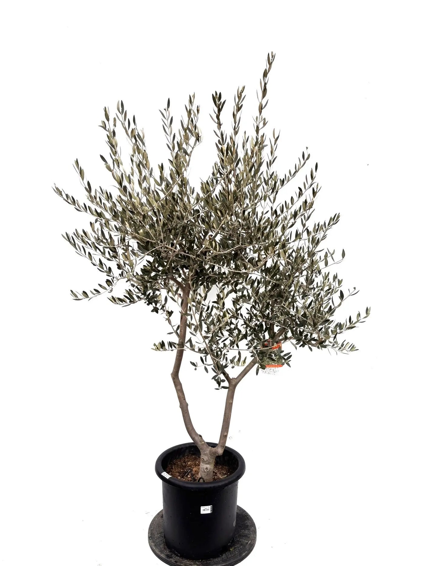 NEWペンドリノ（オリーブの木）｜Lサイズ｜K-339｜約160cm｜希少・下垂