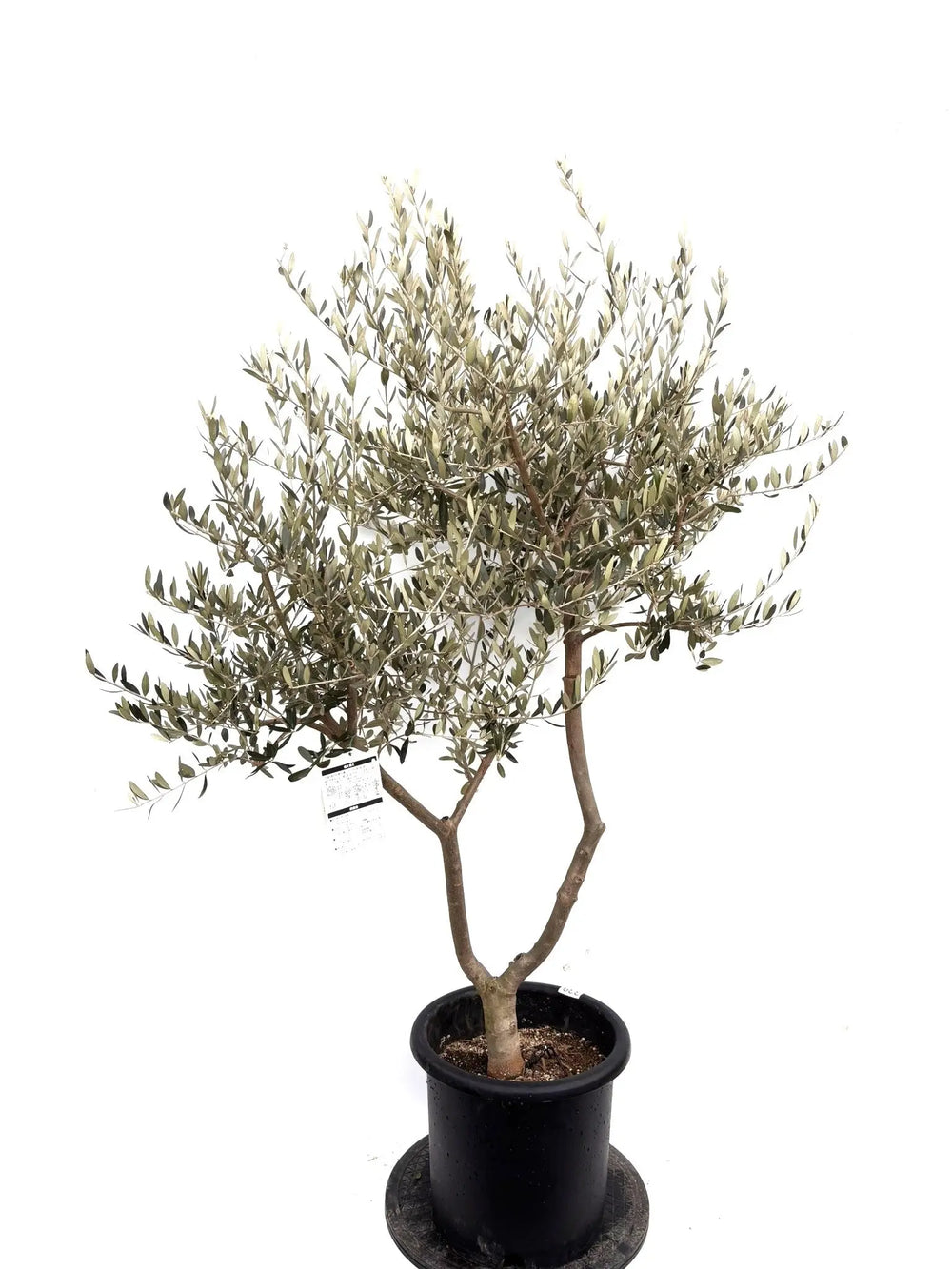 オリーブの木（全商品）｜写真の木をそのままお届け［現品販売］｜鶴亀