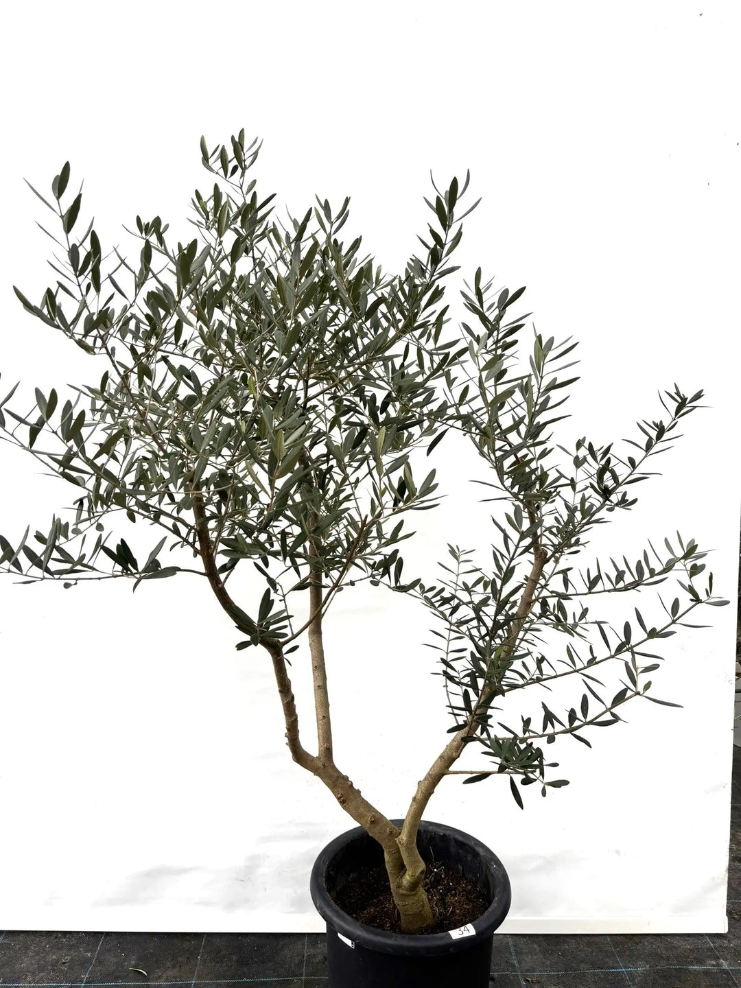 ネバディロブランコ Lサイズ 約140cm K-34 オリーブの木 - 株式会社鶴亀園