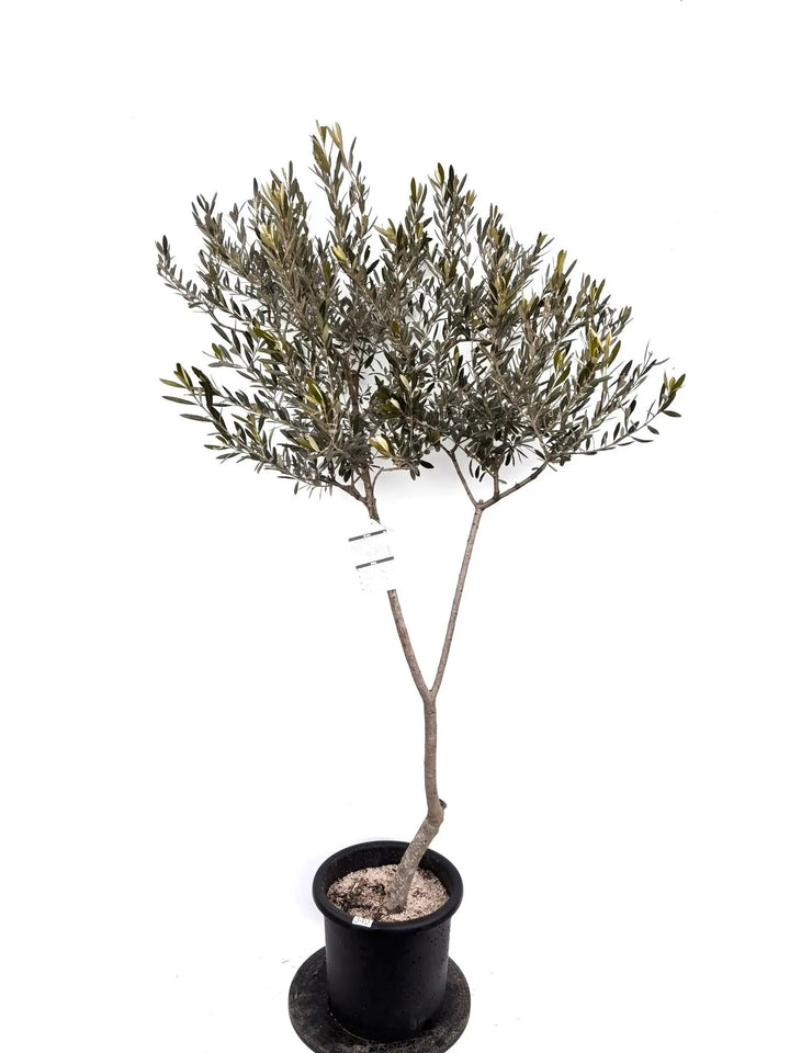 NEWモライオロ（オリーブの木）｜Lサイズ｜K-340｜約180cm｜希少