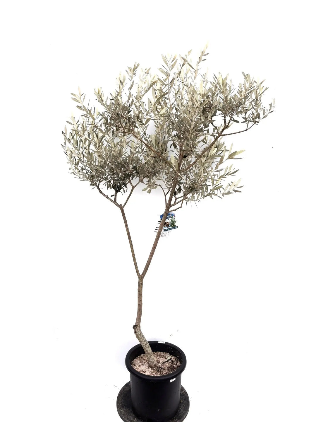 NEWモライオロ（オリーブの木）｜Lサイズ｜K-340｜約180cm｜希少