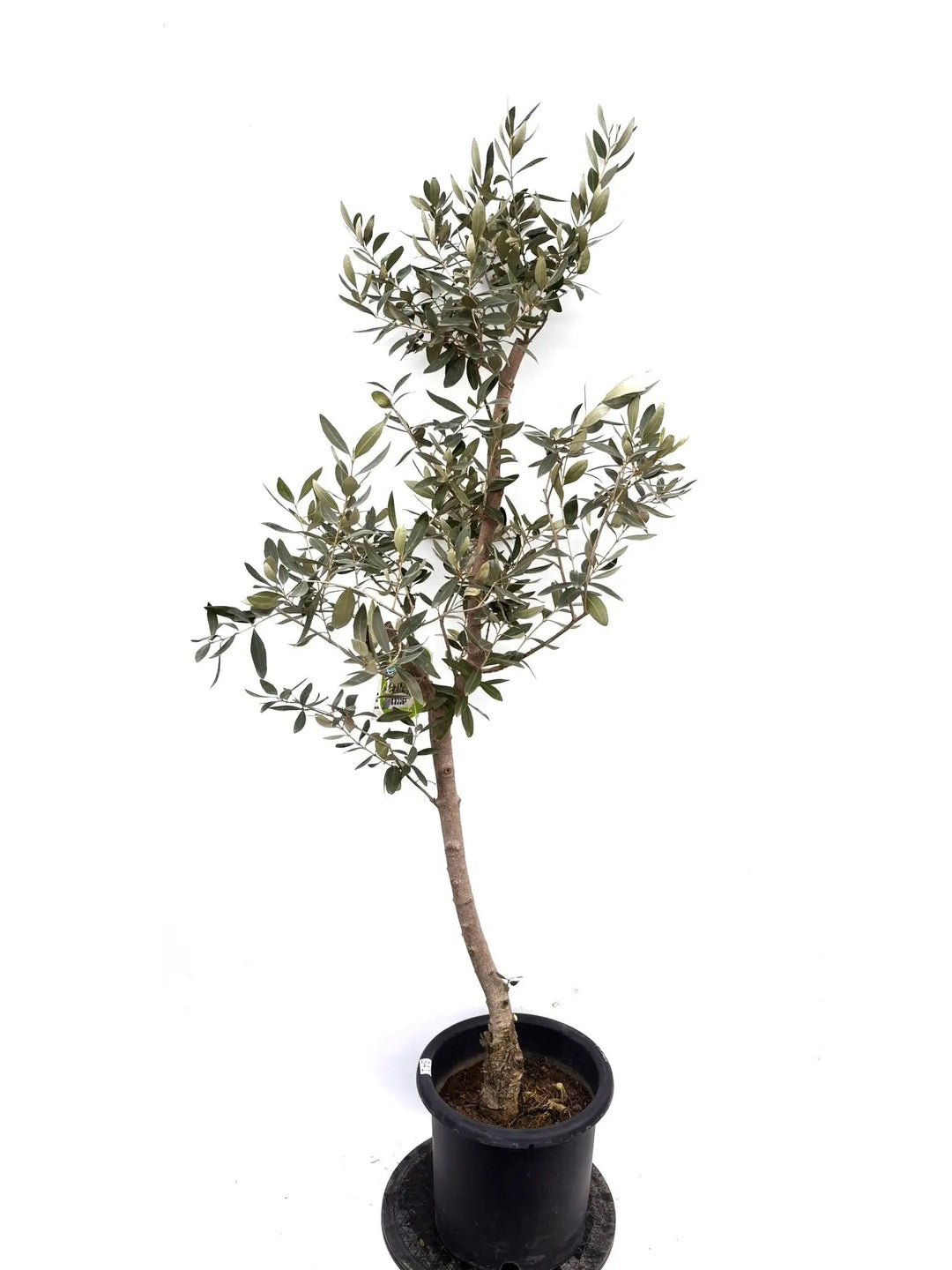 オリーブの木｜全サイズ・全品種一覧｜鶴亀園公式通販 – 株式会社鶴亀園