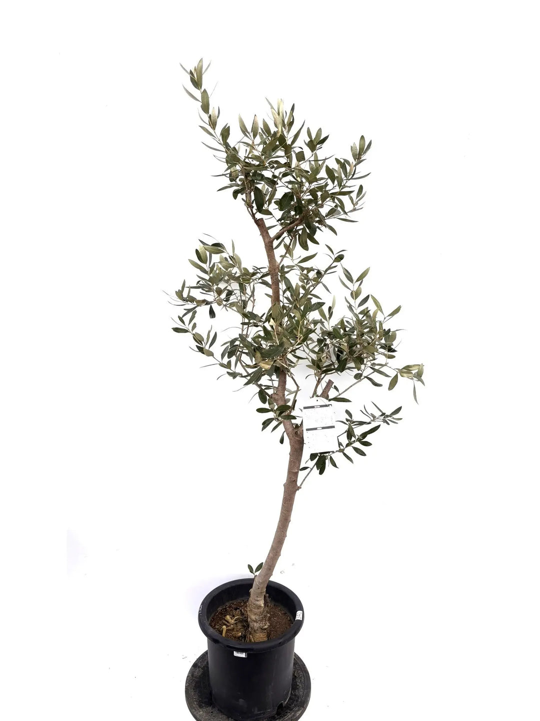 NEWカラマタ（オリーブの木）｜Lサイズ｜K-341｜約180cm｜希少・上級者