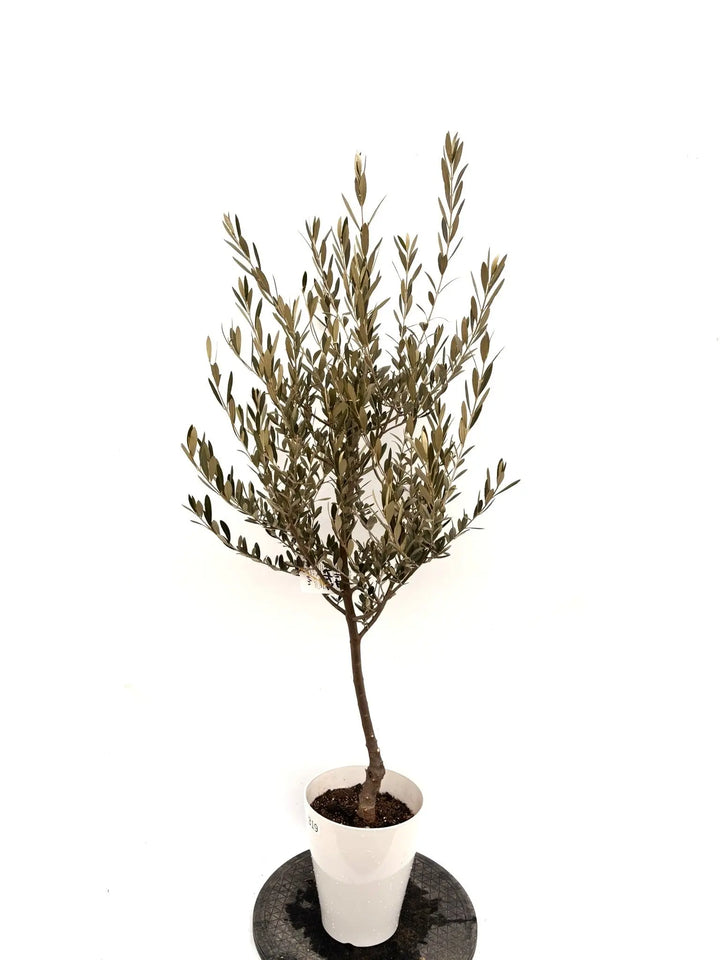 NEWセントキャサリン（オリーブの木）｜Sサイズ｜K-342｜約130cm｜希少