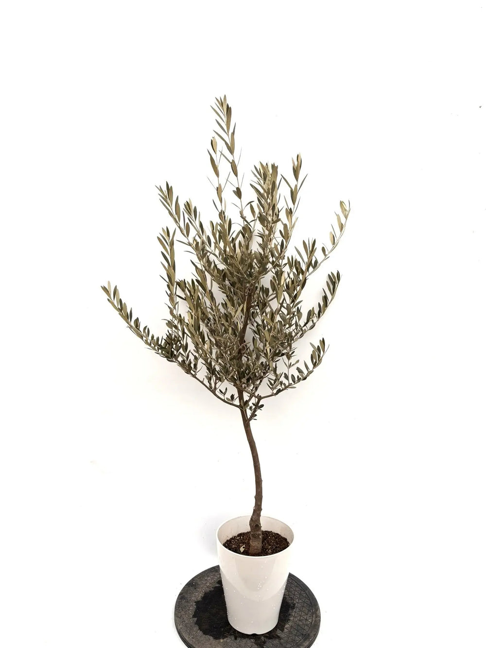 オリーブの木（全商品）｜写真の木をそのままお届け［現品販売］｜鶴亀