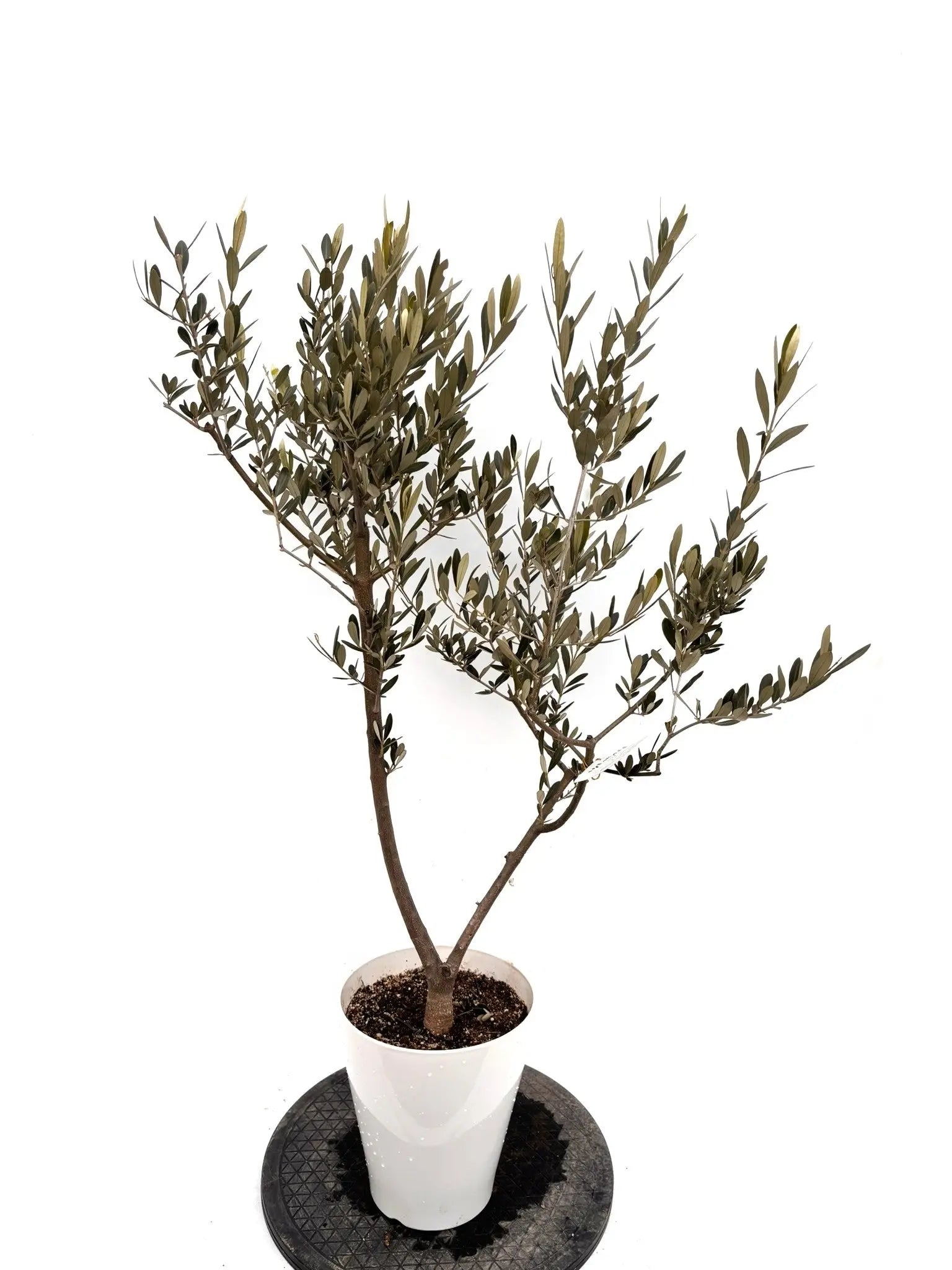 NEWセントキャサリン（オリーブの木）｜Sサイズ｜K-343｜約110cm｜希少