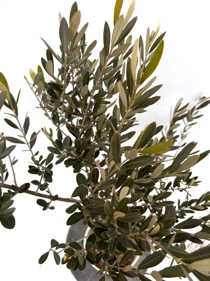 NEWセントキャサリン（オリーブの木）｜Sサイズ｜K-343｜約110cm｜希少