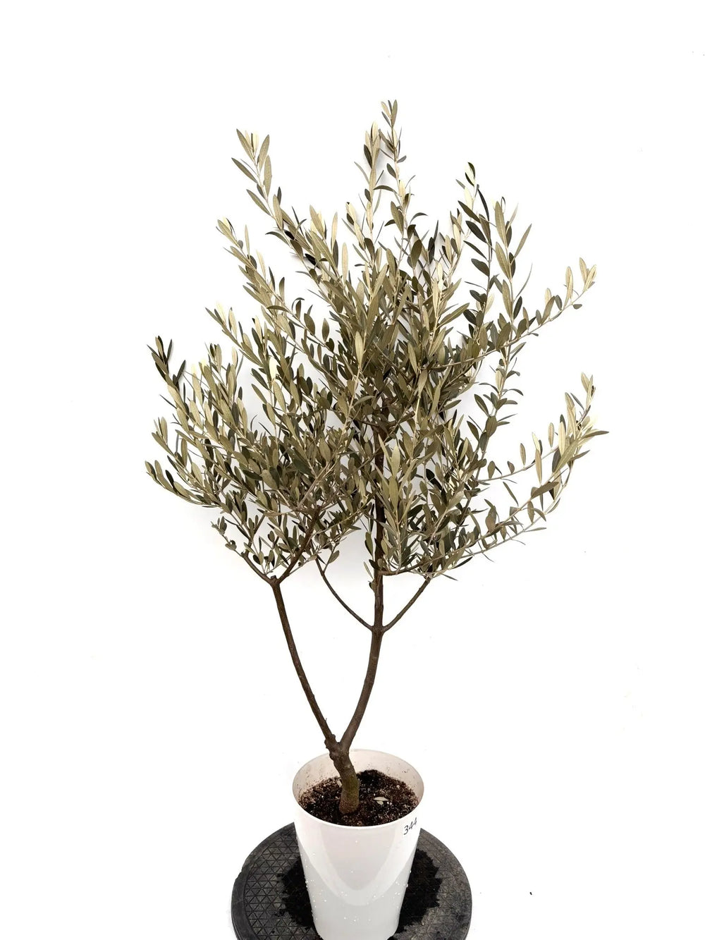 オリーブの木（全商品）｜写真の木をそのままお届け［現品販売］｜鶴亀