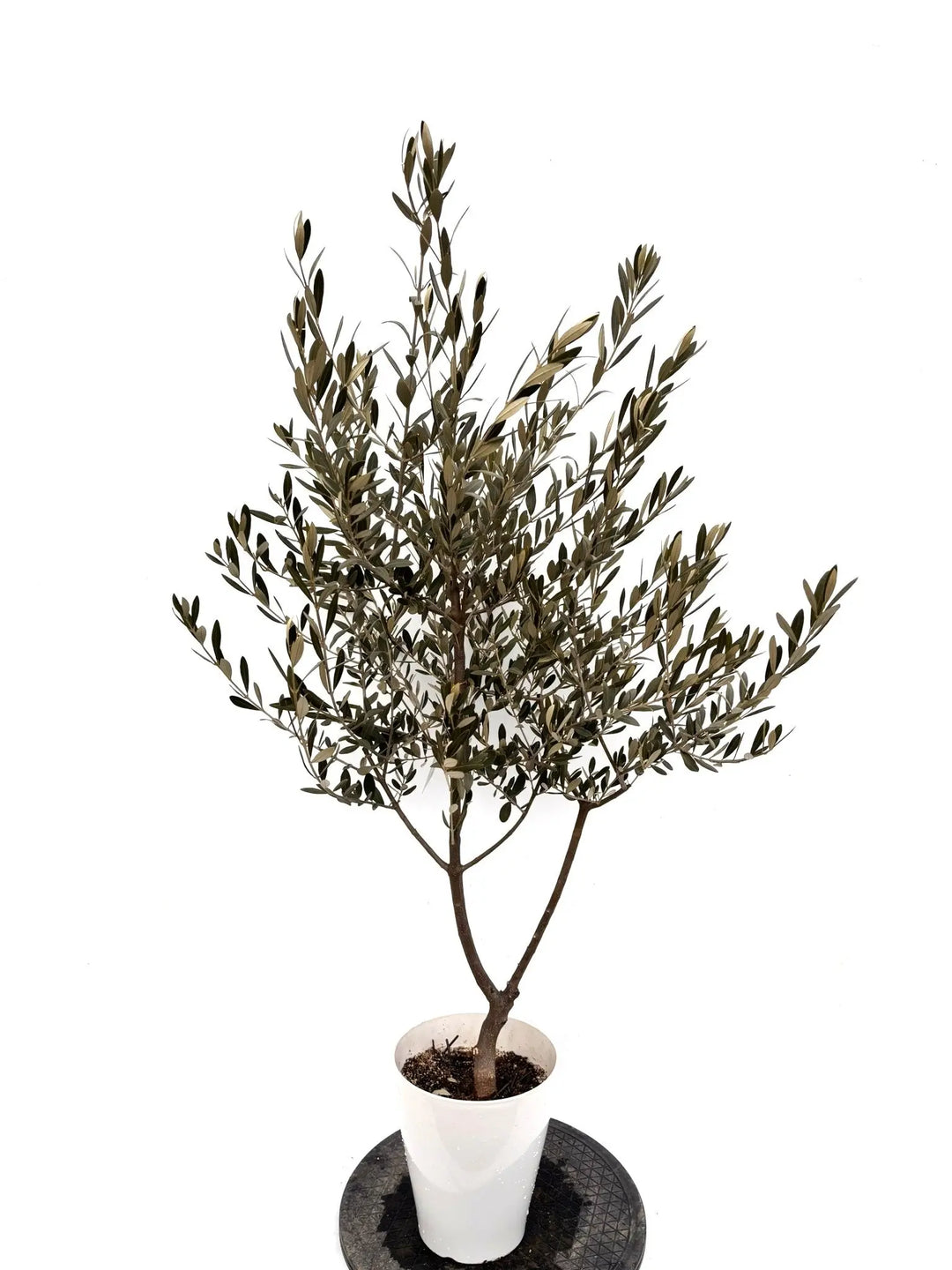 オリーブの木（全商品）｜写真の木をそのままお届け［現品販売］｜鶴亀