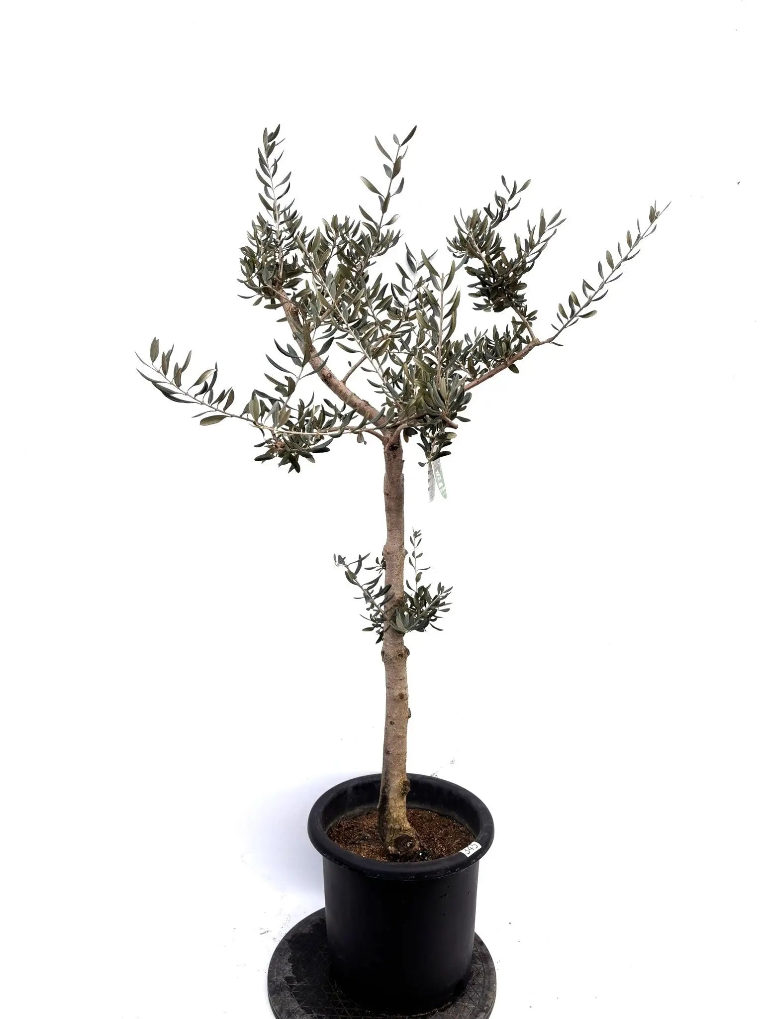 希少品種 - 株式会社鶴亀園