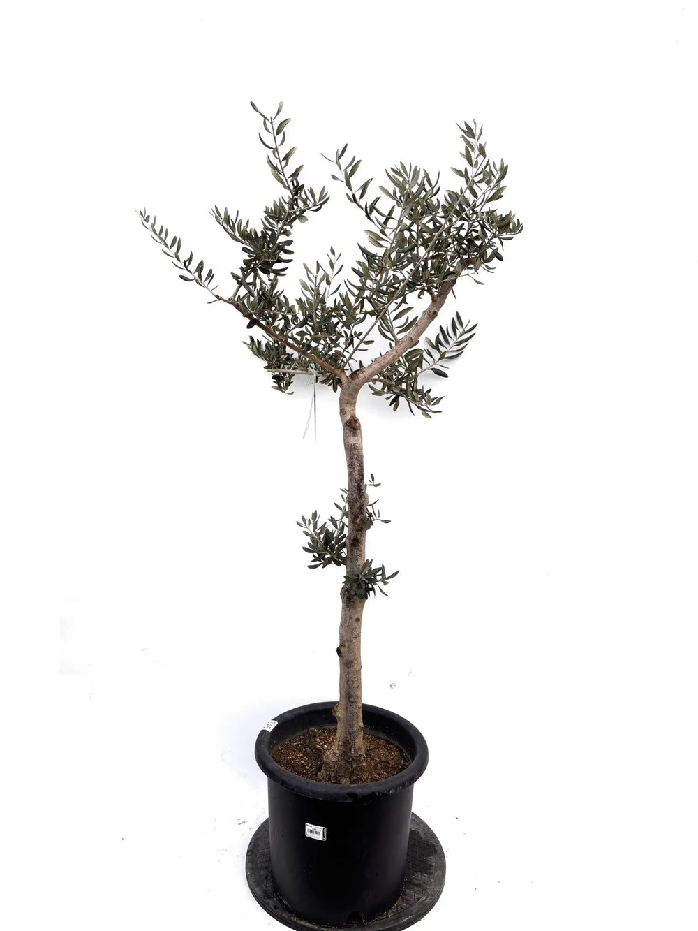 オリーブの木（全商品）｜写真の木をそのままお届け［現品販売］｜鶴亀