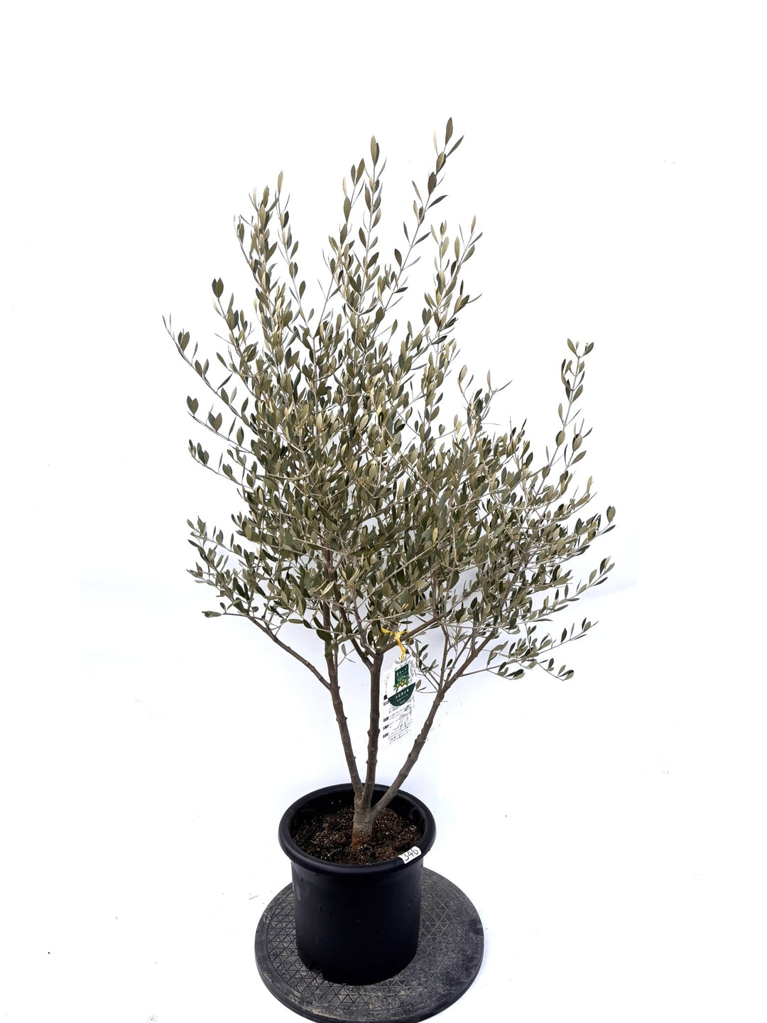 NEWコロネイキ（オリーブの木）｜Lサイズ｜K-346｜140cm｜オイル用・小