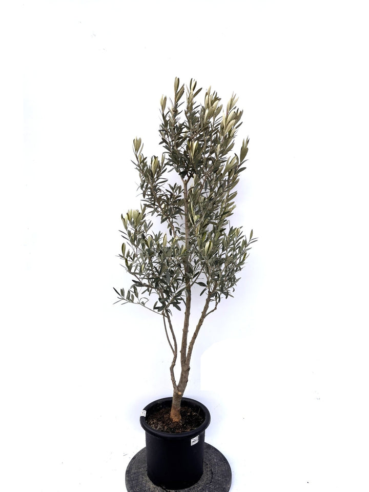 NEWシプレシーノ（オリーブの木）｜Mサイズ｜K-347｜約150cm｜人気