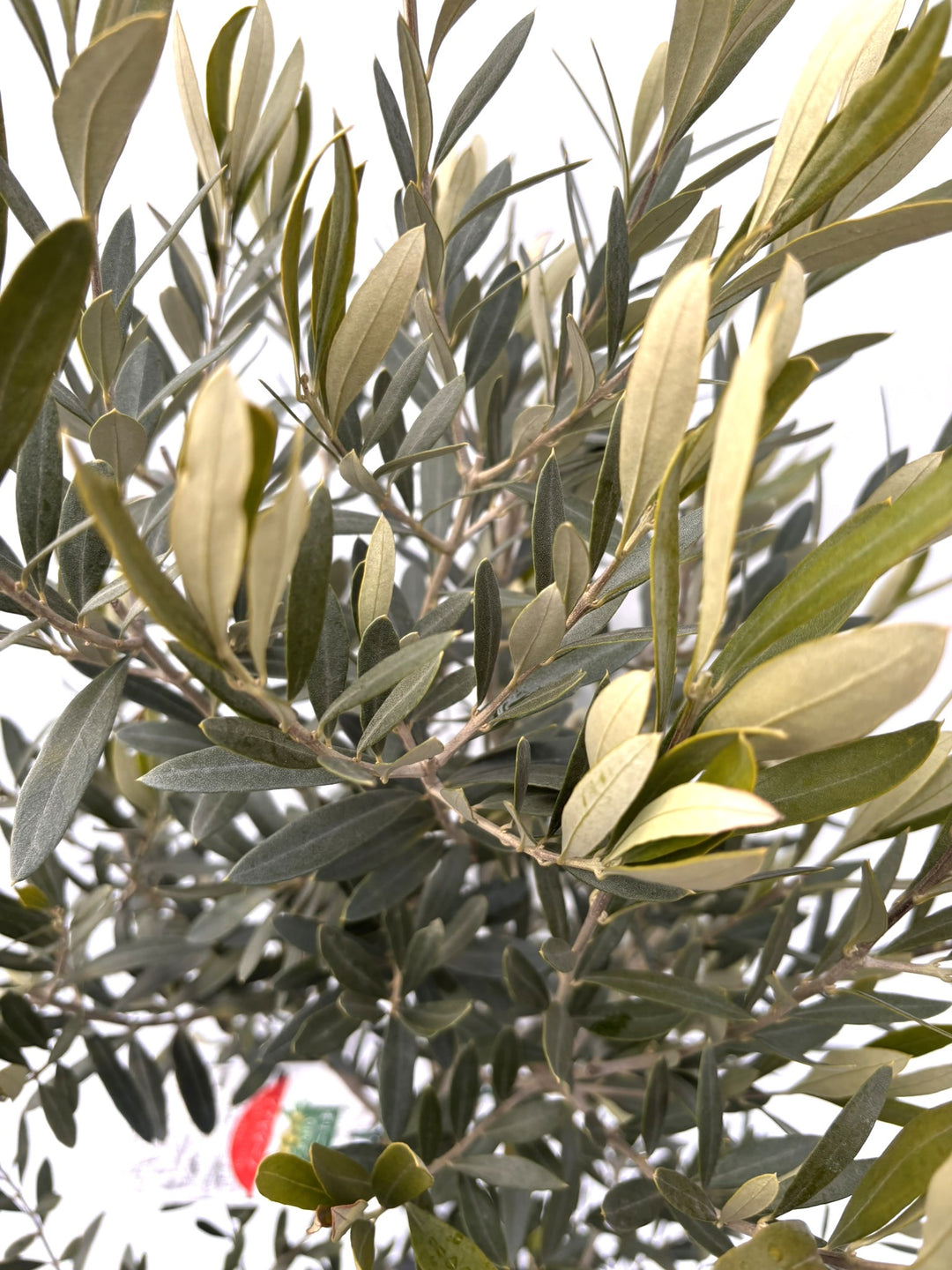 NEWシプレシーノ（オリーブの木）｜Mサイズ｜K-347｜約150cm｜人気