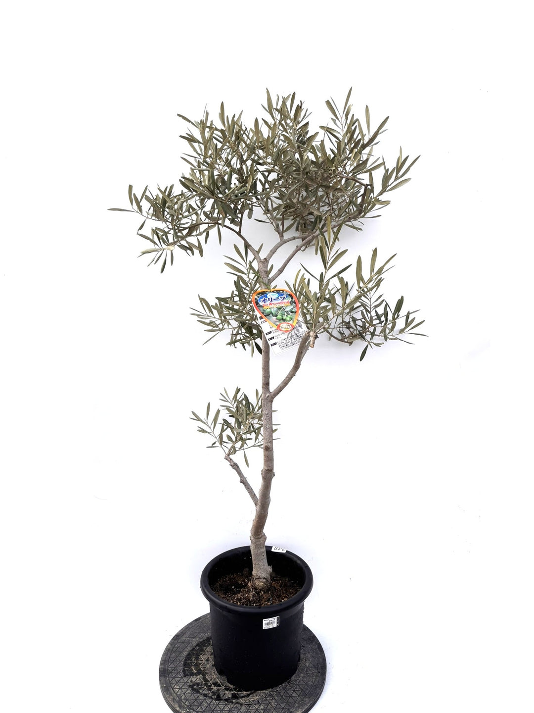 なかなか出会えない希少品種 - 株式会社鶴亀園