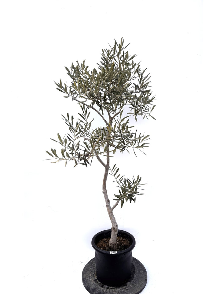 NEWデルモロッコ（オリーブの木）｜Mサイズ｜K-348｜約130cm｜希少