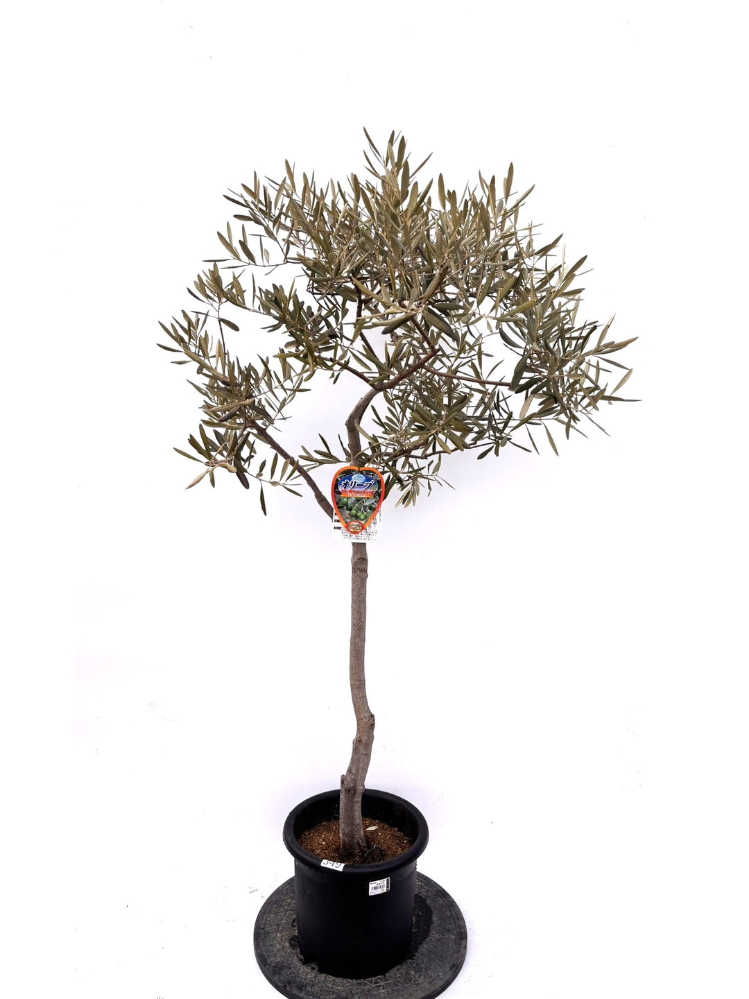 なかなか出会えない希少品種 - 株式会社鶴亀園