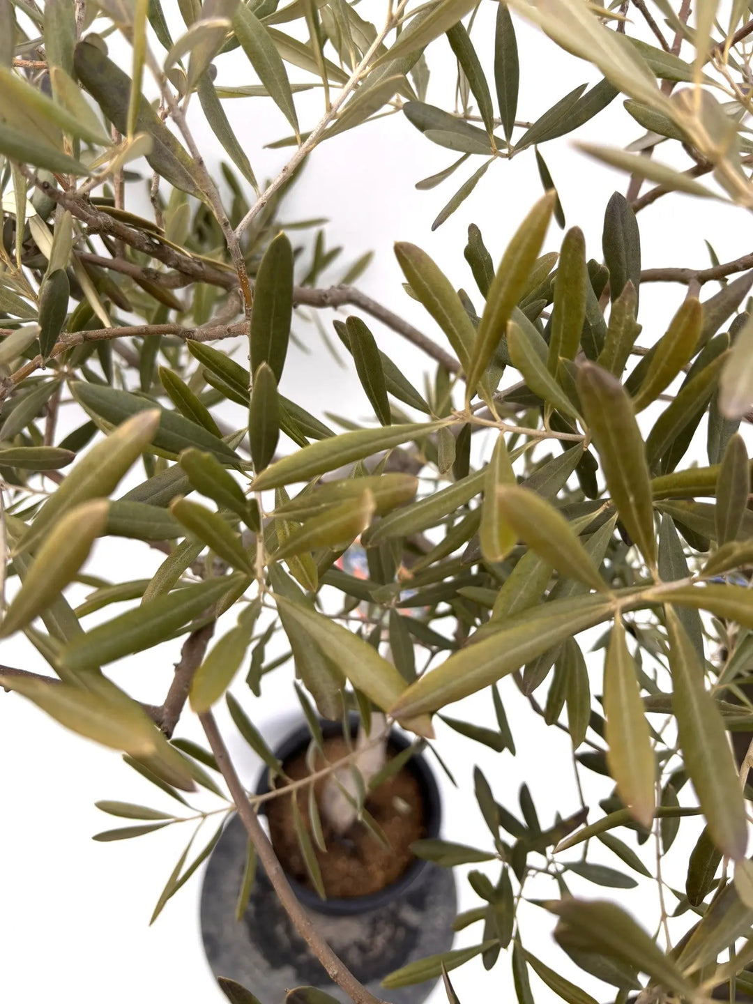 NEWデルモロッコ（オリーブの木）｜Mサイズ｜K-349｜約130cm｜希少