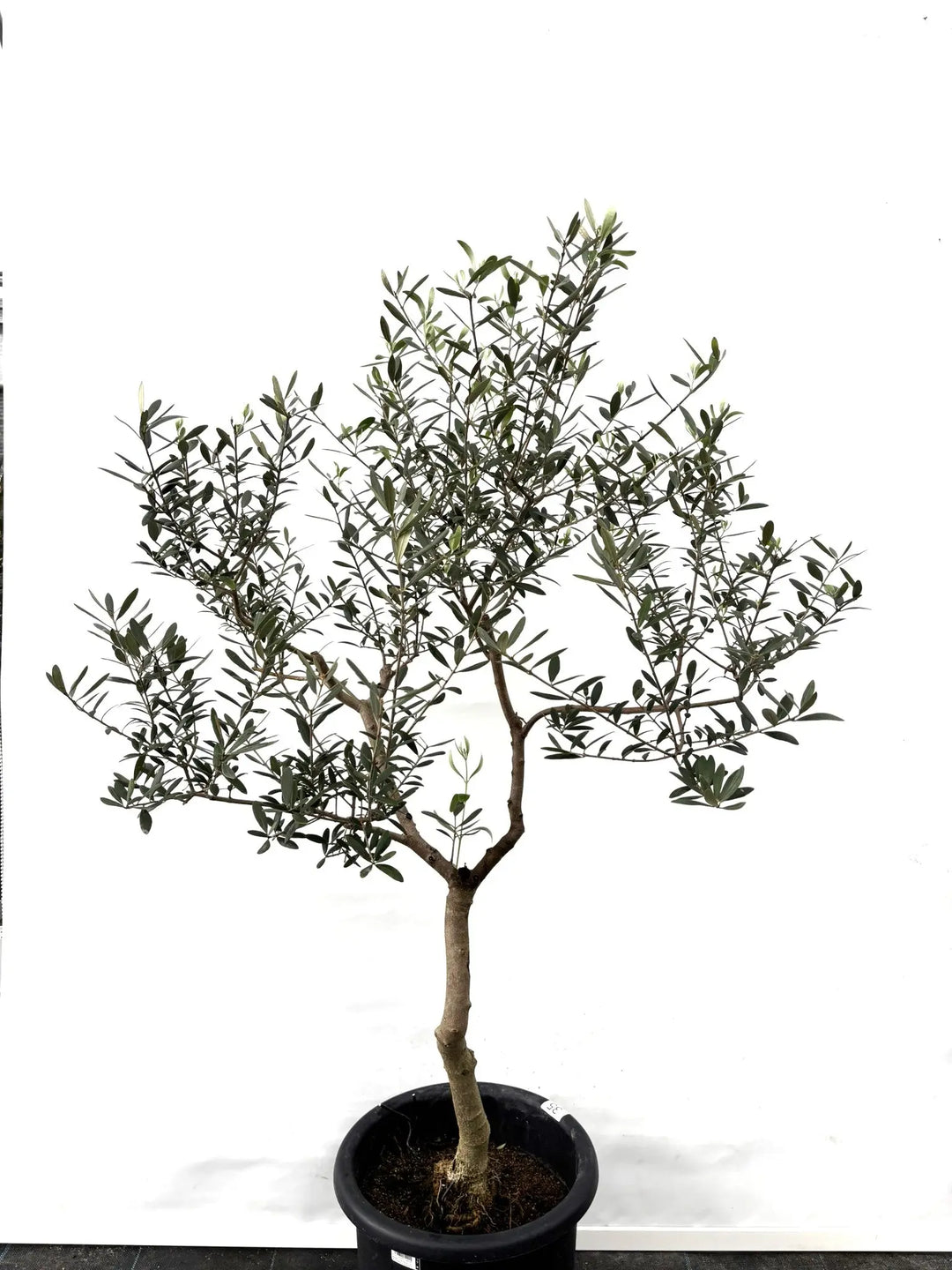 ネバディロブランコ Lサイズ 約140cm K-35 オリーブの木 - 株式会社鶴亀園