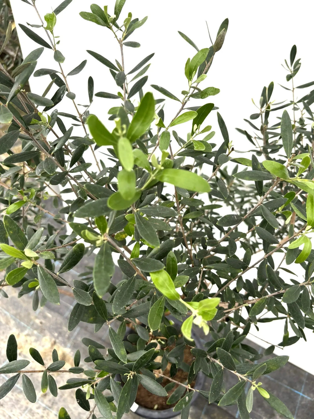 ネバディロブランコ Lサイズ 約140cm K-35 オリーブの木 - 株式会社鶴亀園