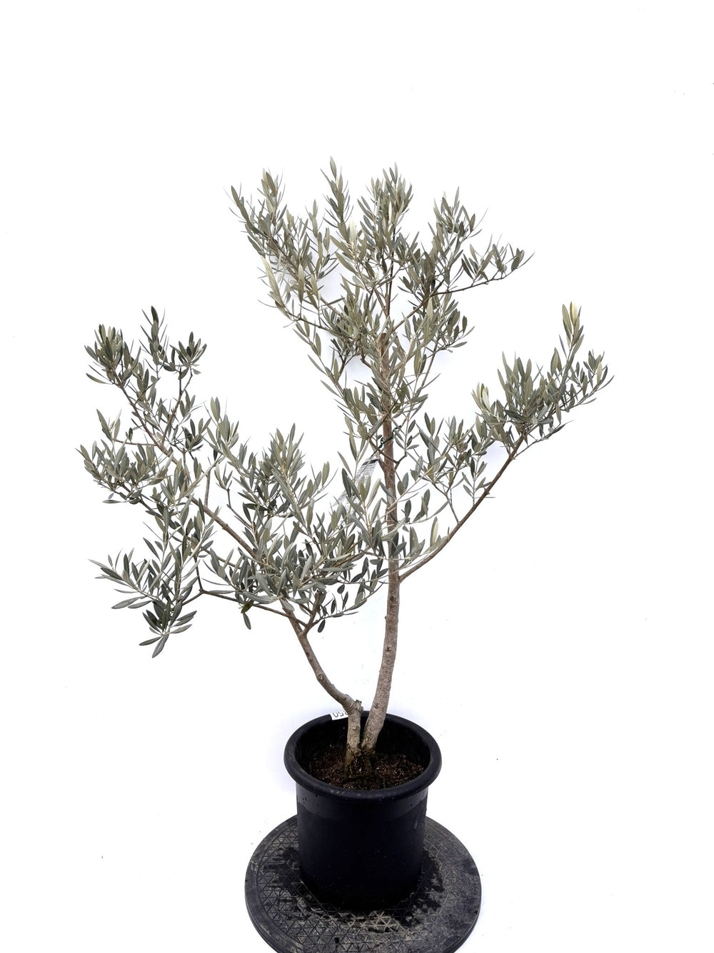 ミディアム - 株式会社鶴亀園