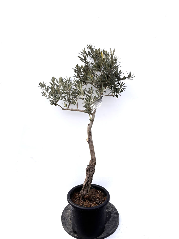 NEWピクアル（オリーブの木）｜Mサイズ｜K-351｜約120cm｜人気・銀葉