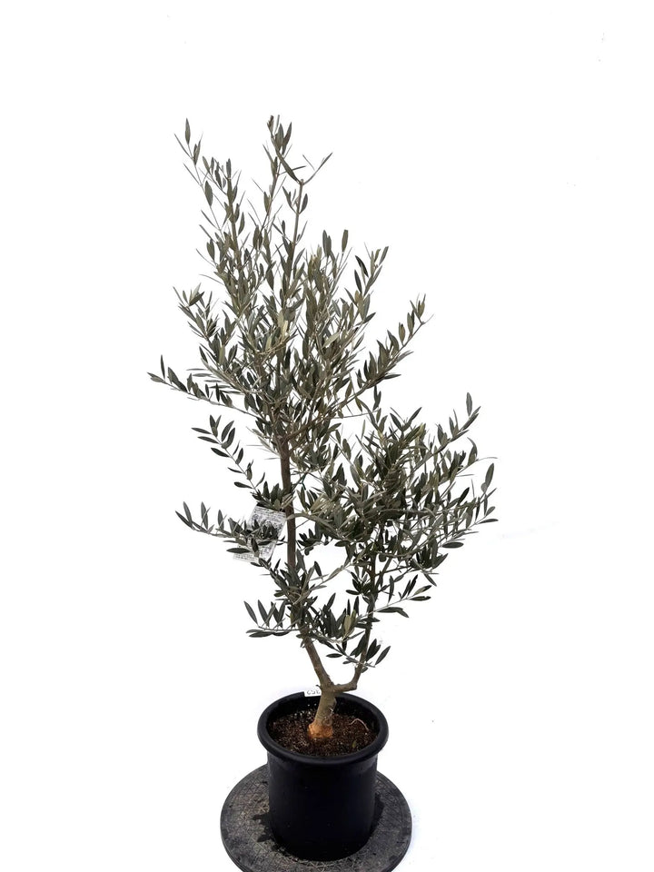 NEWホジブランコ（オリーブの木）｜Mサイズ｜K-352｜約140cm｜人気