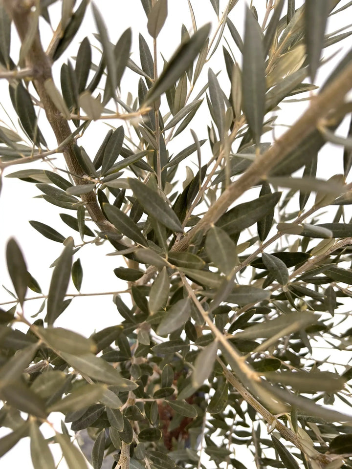 NEWホジブランコ（オリーブの木）｜Mサイズ｜K-352｜約140cm｜人気