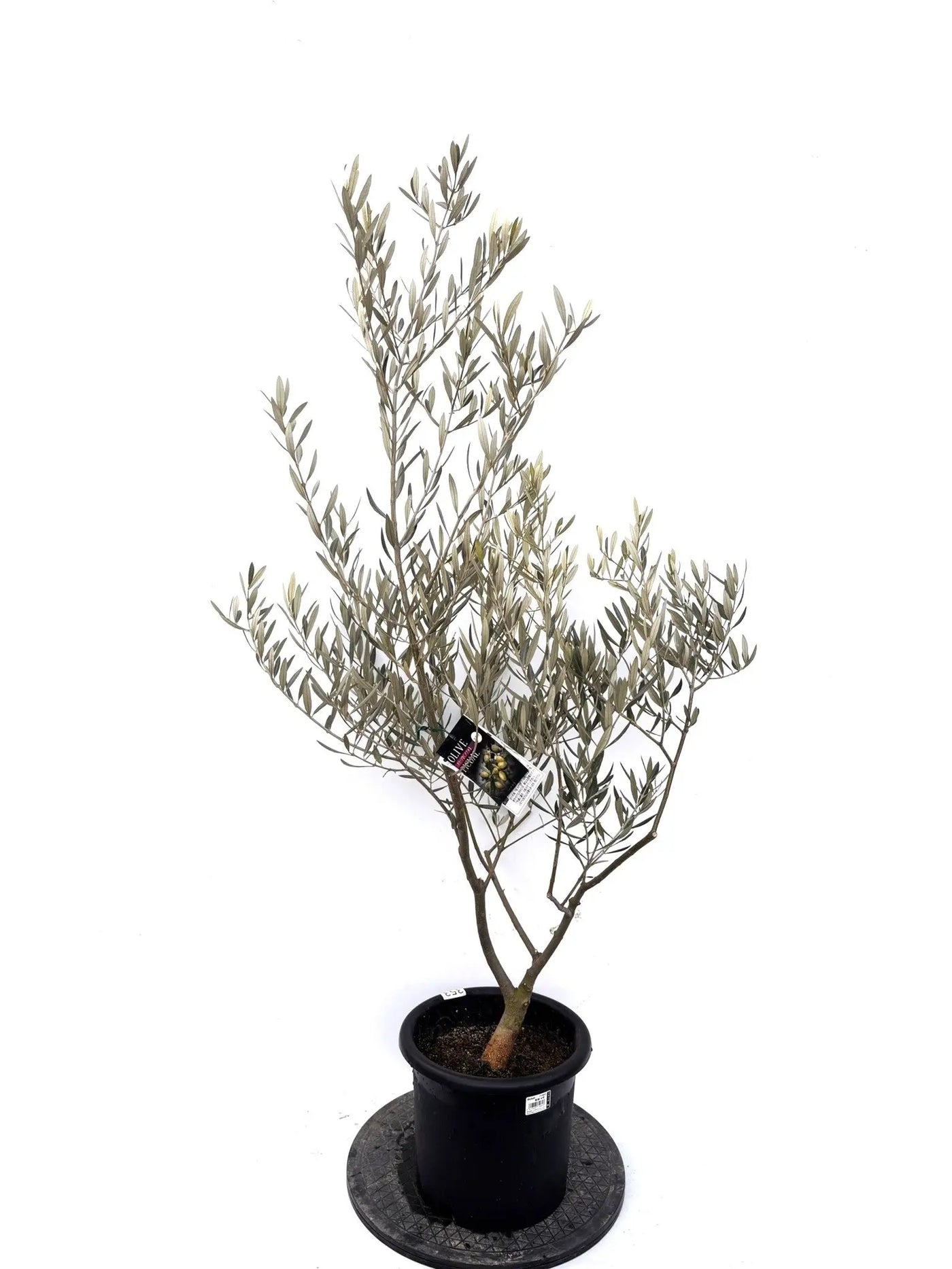 NEWピクアル（オリーブの木）｜Mサイズ｜K-353｜約140cm｜人気・銀葉