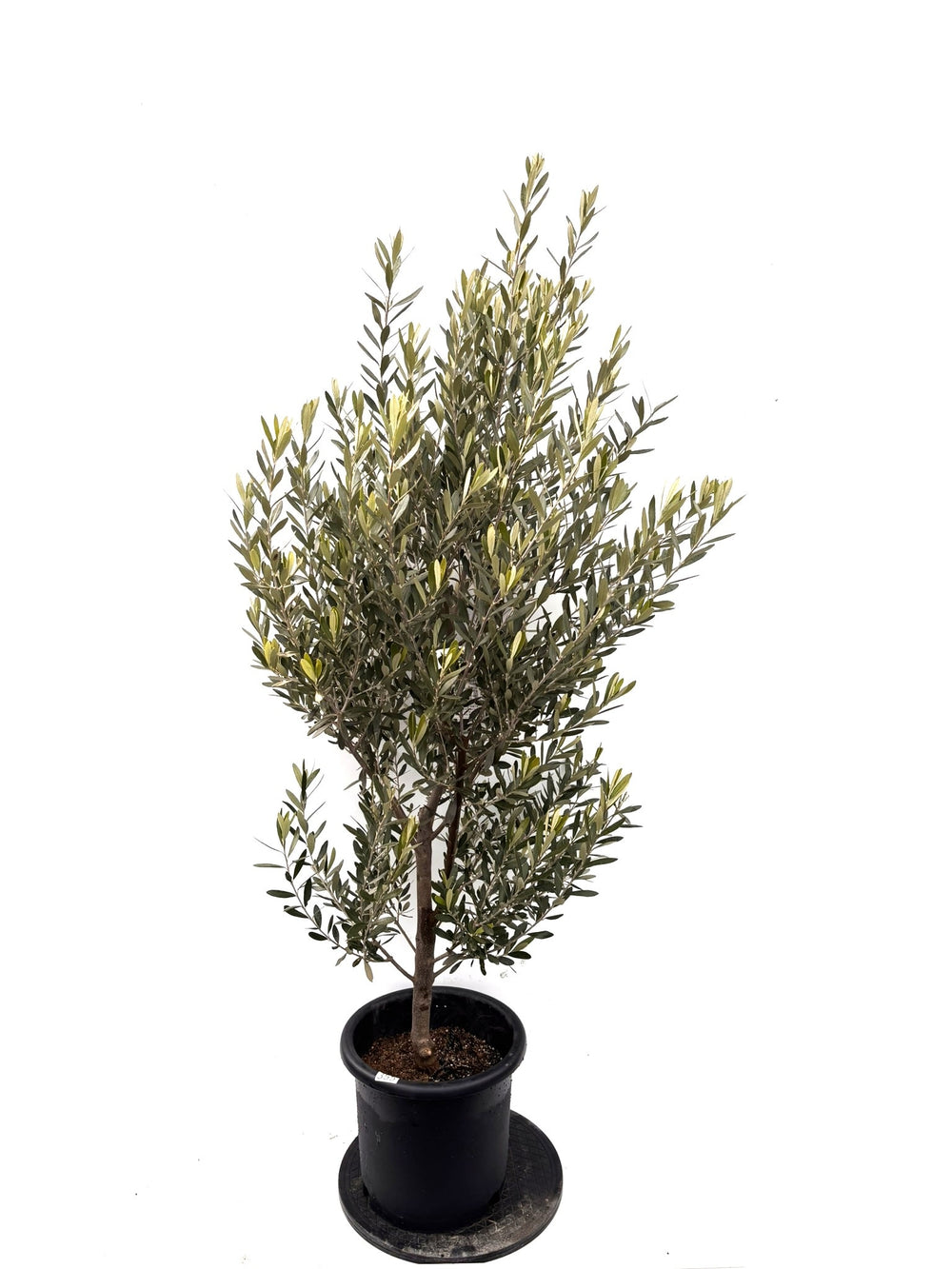 オリーブの木（全商品）｜写真の木をそのままお届け［現品販売］｜鶴亀