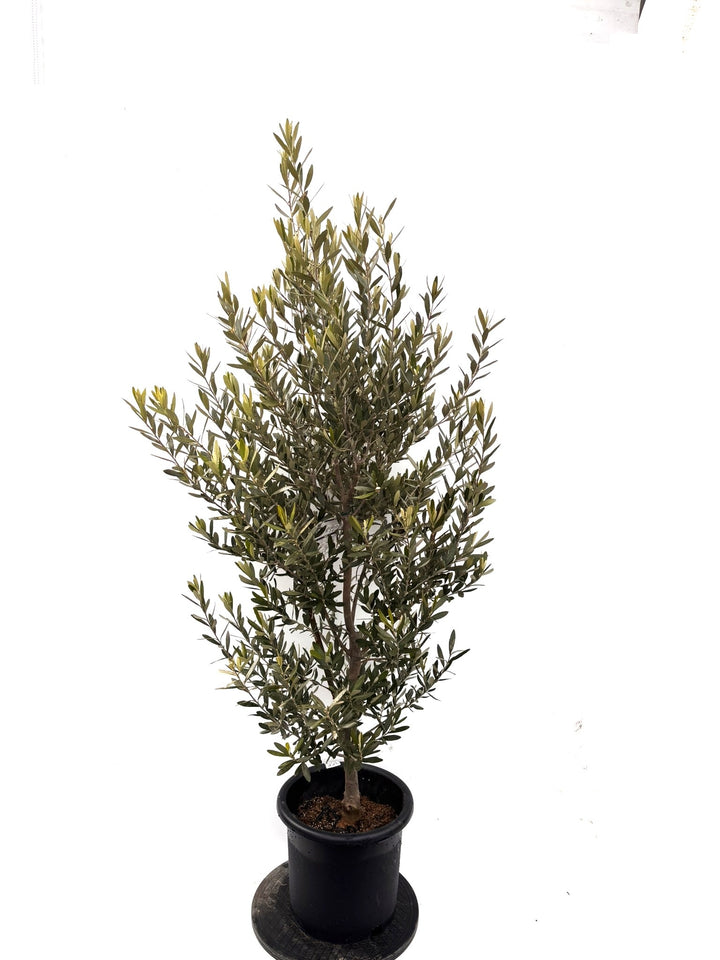 NEWシプレシーノ（オリーブの木）｜Lサイズ｜K-355｜約170cm｜人気