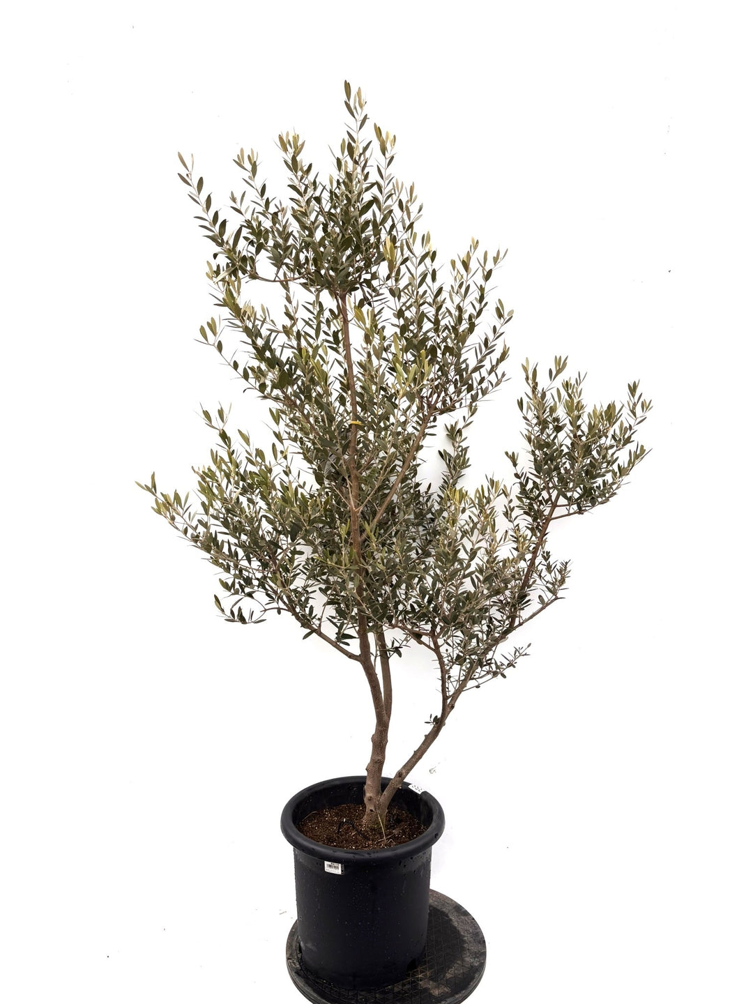 NEWネバディロブランコ（オリーブの木）｜Lサイズ｜K-358｜約170cm