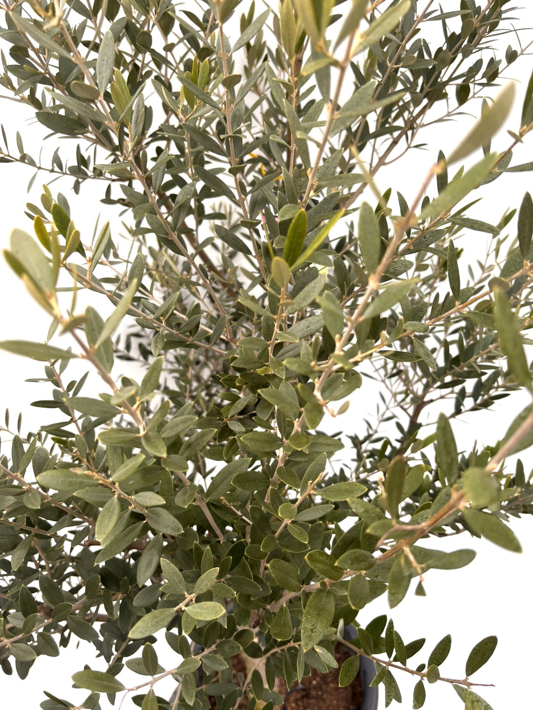 NEWネバディロブランコ（オリーブの木）｜Lサイズ｜K-358｜約170cm