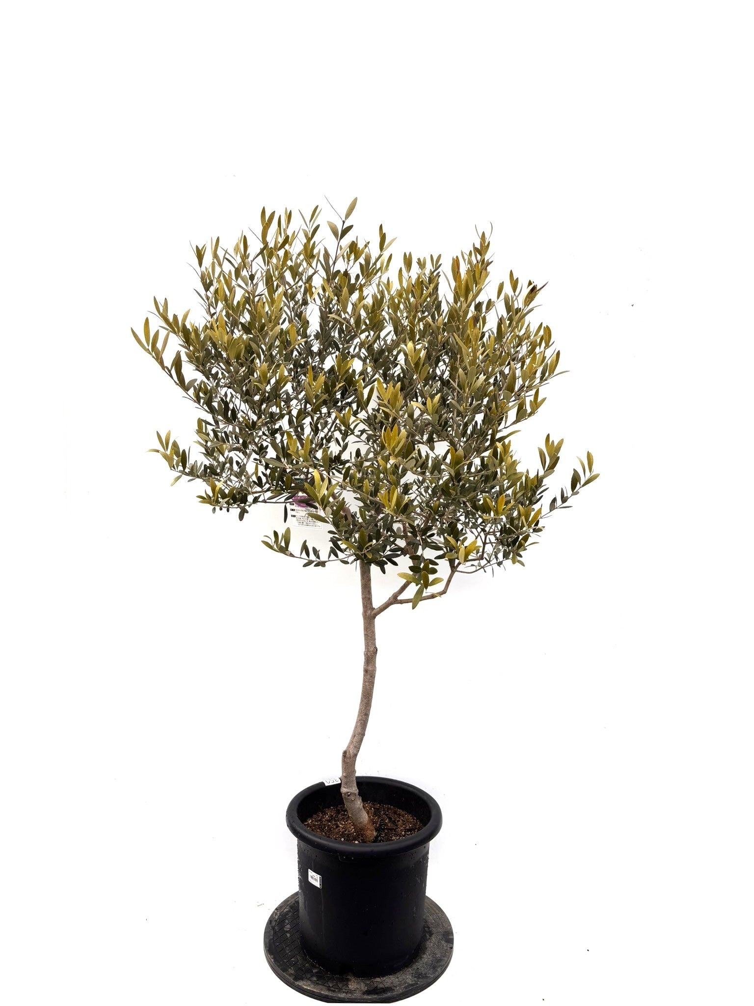 オリーブの木（全商品）｜写真の木をそのままお届け［現品販売］｜鶴亀