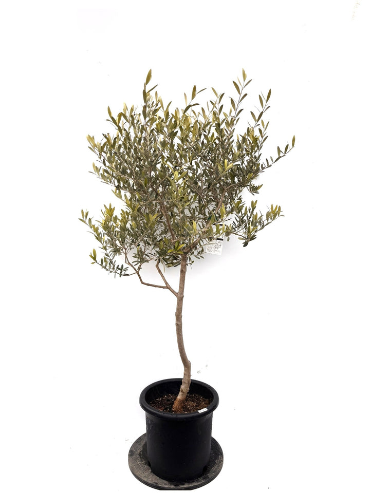 NEWネバディロブランコ（オリーブの木）｜Lサイズ｜K-359｜約150cm