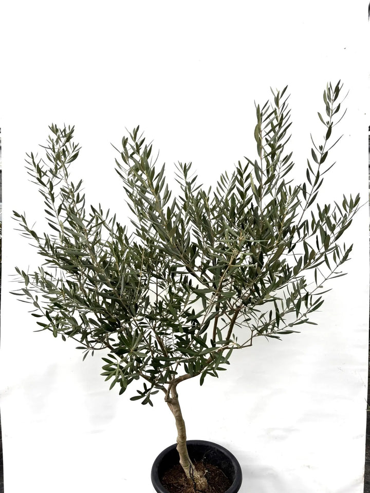 ネバディロブランコ Lサイズ 約160cm K-36 オリーブの木 - 株式会社鶴亀園