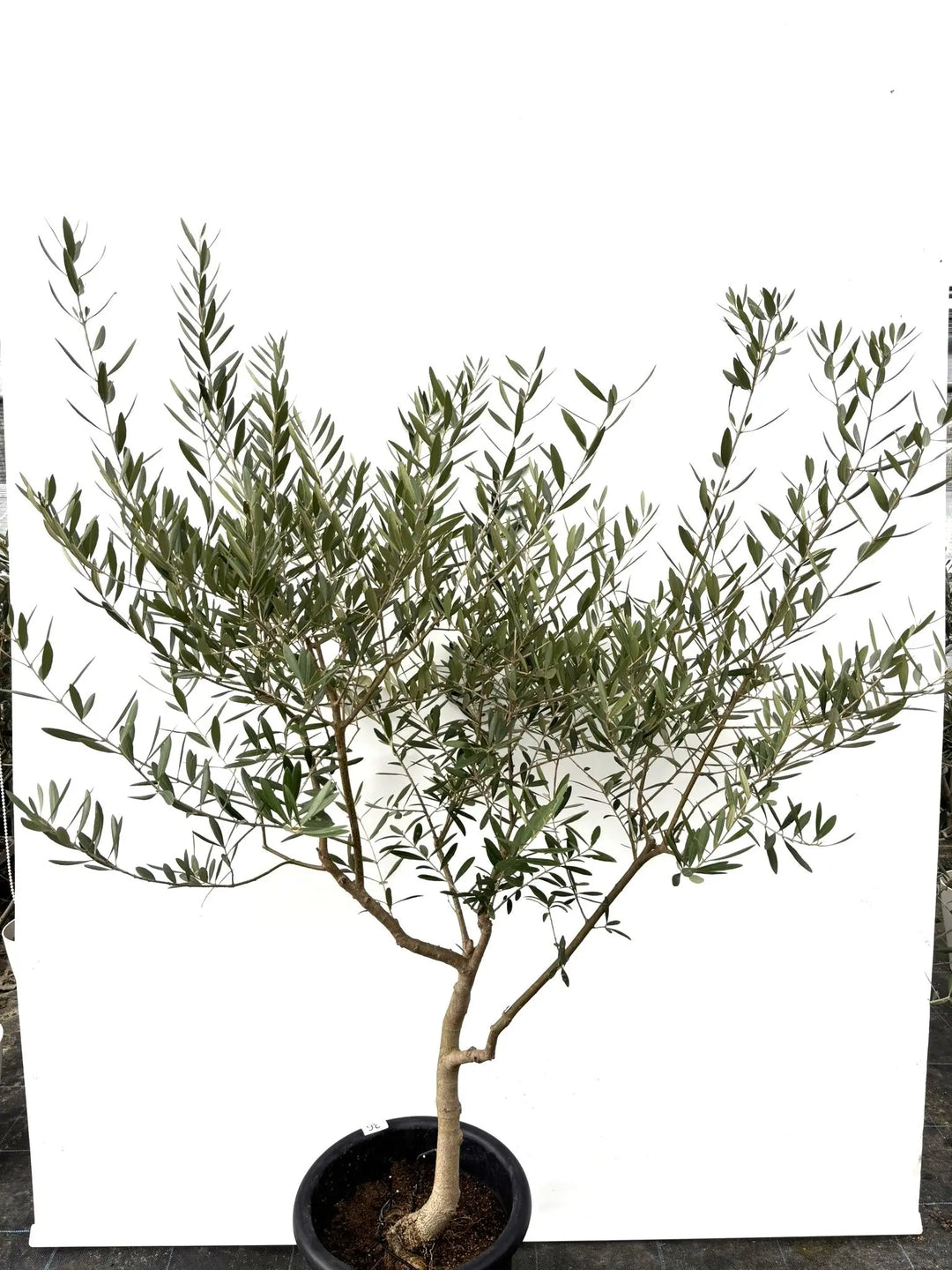 ネバディロブランコ Lサイズ 約160cm K-36 オリーブの木 - 株式会社鶴亀園